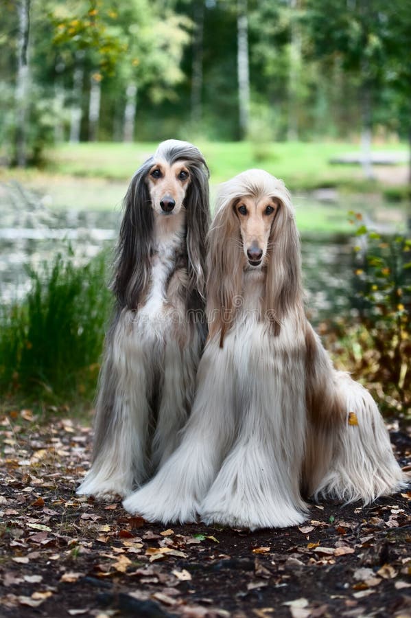 Retrato de dois galgos afegãos, bonito, aparência da exposição de cães imagens de stock royalty free Retrato de dois galgos afegãos, bonito, aparência da exposição de cães imagens de stock royalty free