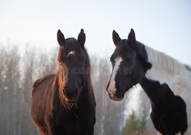 Retrato De Dos Caballos En Diferentes Colores Negro Con Estrella Blanca Y Pinto Foto de archivo - Imagen de caballo, pintura: 216794076 Retrato De Dos Caballos En Diferentes Colores Negro Con Estrella Blanca Y Pinto Foto de archivo - Imagen de caballo, pintura: 216794076