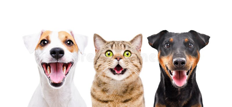 Retrato de dos lindos perros y gatos graciosos imagenes de archivo