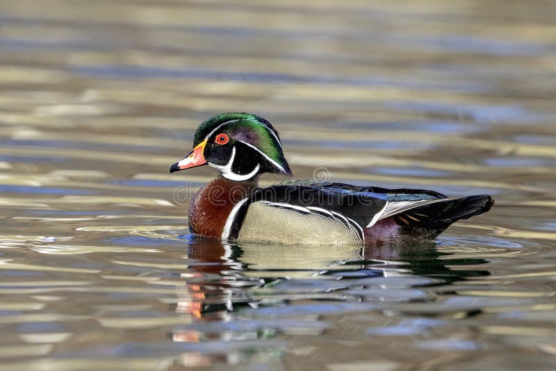 Retrato de Duck Drake de madeira imagens de stock Retrato de Duck Drake de madeira imagens de stock