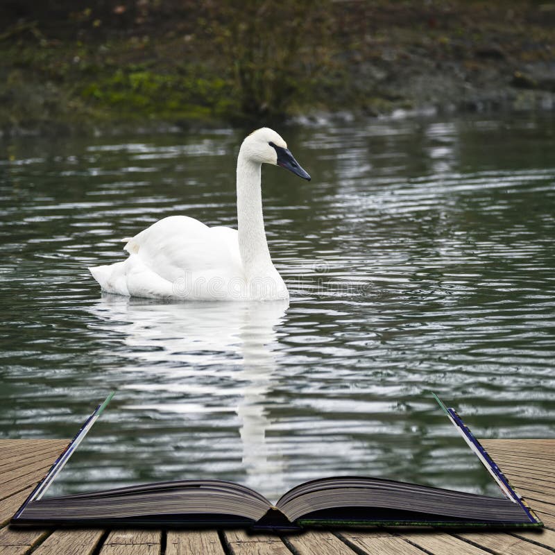 Retrato de Eautiful do Cygnus da cisne de trompetista Buccinator na água mim imagens de stock Retrato de Eautiful do Cygnus da cisne de trompetista Buccinator na água mim imagens de stock