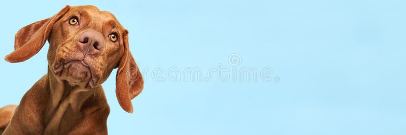 Retrato de estudio de cachorro humorístico Perro gracioso con lengua pegando boca abajo sobre bandera azul foto de archivo
