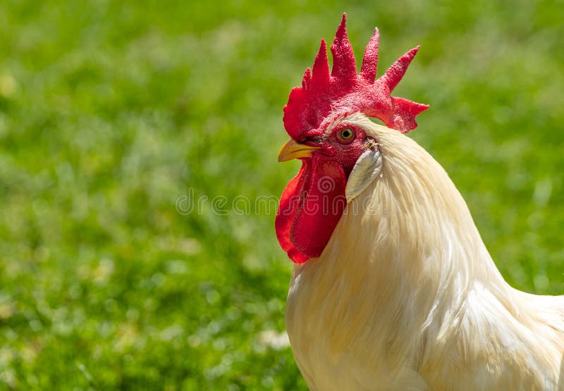 Retrato De Frango Branco Grande Frango Brava Galinha Linda Galinha Brava  Galinha Brava Com Grande Galinha Vermelha Coberto Prado Foto de Stock -  Imagem de torneira, livre: 201427036