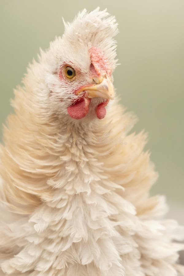 Retrato De Frango Branco Grande Frango Brava Galinha Linda Galinha Brava  Galinha Brava Com Grande Galinha Vermelha Coberto Prado Foto de Stock -  Imagem de torneira, livre: 201427036