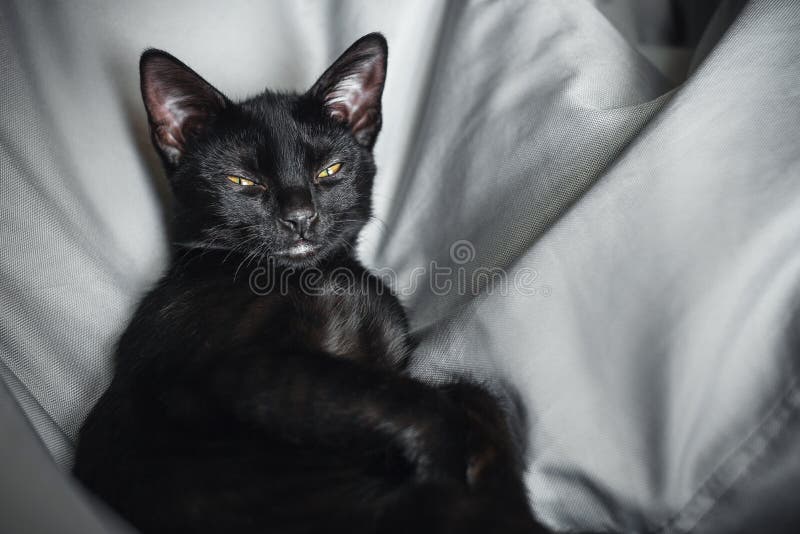 Retrato de gatito negro somnoliento. gatito despertado disgustado