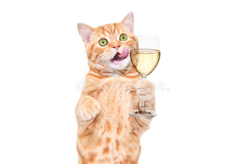 Retrato de gatito recto y coqueto chispeante lamiendo sus labios con una copa de champán imagen de archivo