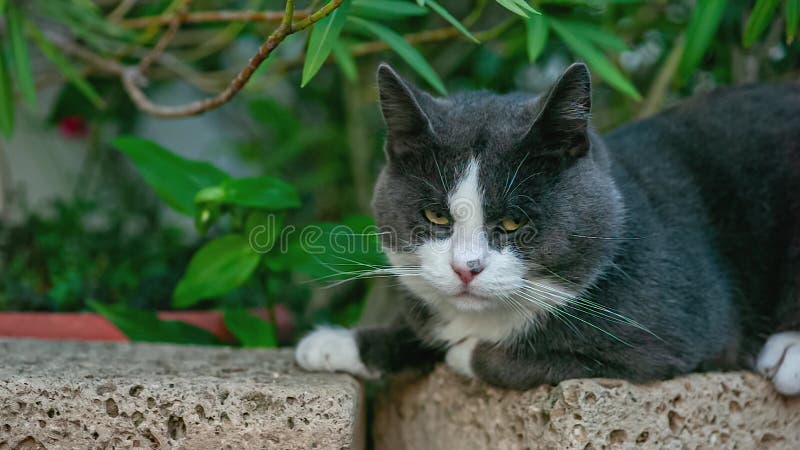 Retrato lindo de gatos grises almacen de video