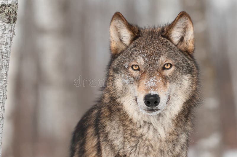 Retrato de Grey Wolf (lúpus de Canis)