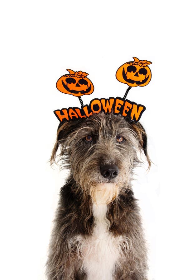 RETRATO DE HALLOWEEN DEL PERRO PURASANGRE DIVERTIDO QUE LLEVA UNA MUESTRA DE LA DIADEMA Aislado en el fondo blanco foto de archivo libre de regalías