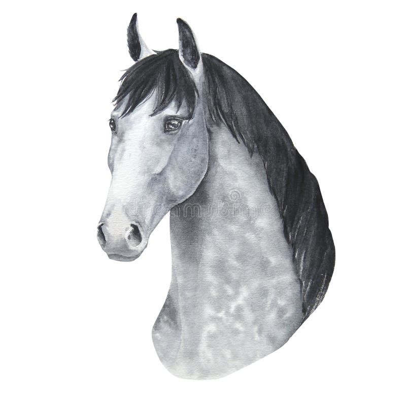 Retrato de cavalo isolado ilustração ai generativexa