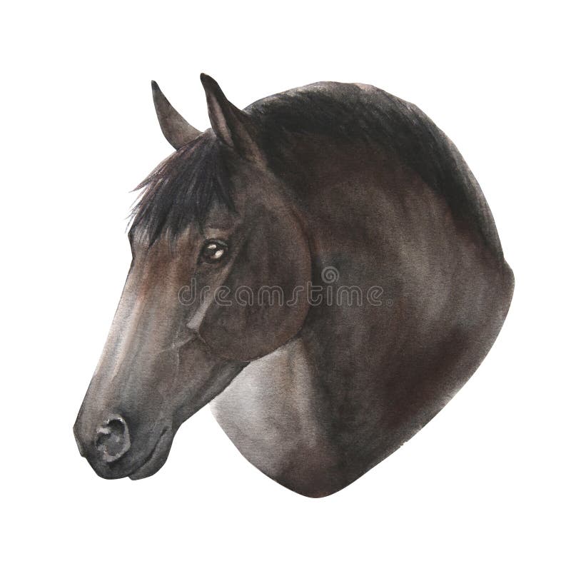 Retrato de cavalo isolado ilustração ai generativexa