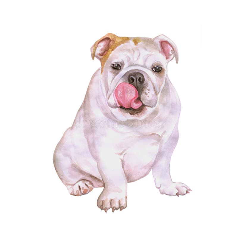 Retrato de la acuarela del perro inglés o británico blanco de la raza del dogo en el fondo blanco Animal doméstico dulce dibujado ilustración del vector Retrato de la acuarela del perro inglés o británico blanco de la raza del dogo en el fondo blanco Animal doméstico dulce dibujado ilustración del vector