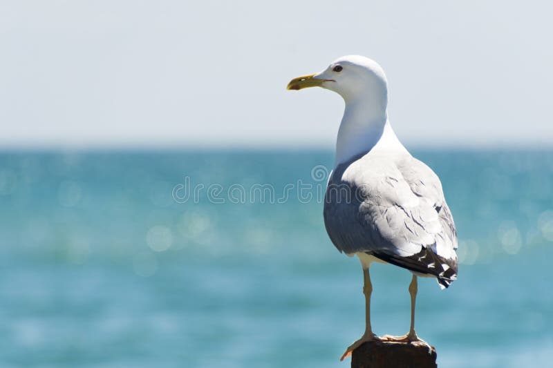 Retrato de la gaviota contra orilla de mar Gaviota salvaje con el fondo azul natural foto de archivo Retrato de la gaviota contra orilla de mar Gaviota salvaje con el fondo azul natural foto de archivo