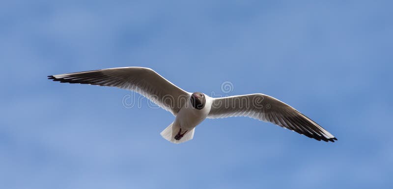 Retrato De La Gaviota Del Vuelo Imagen de archivo - Imagen de cielo