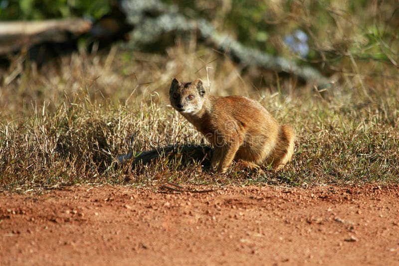 Caza alerta de la mangosta foto de archivo. Imagen de bugs 85666006