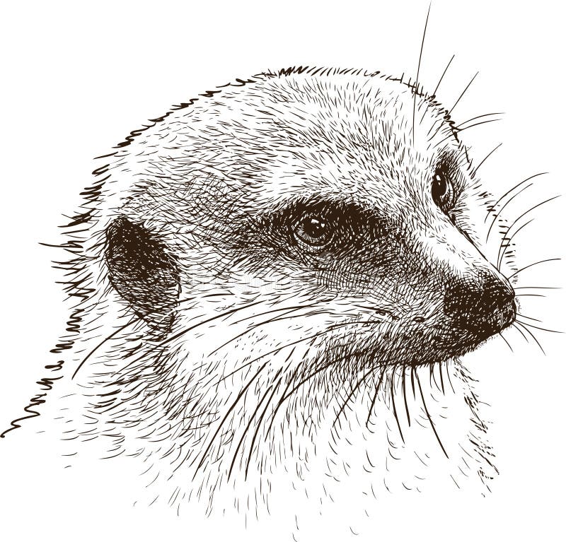 Cabeza de la mangosta ilustración del vector. Ilustración de hocico 69510559
