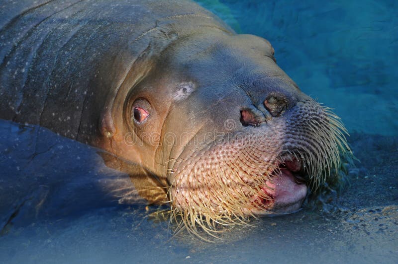 Portrait of a walrus (sea-lion) swimming in freezing water. Portrait of a walrus (sea-lion) swimming in freezing water