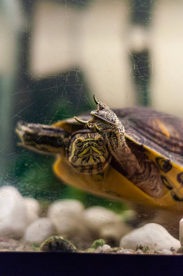 Retrato de la natación de la tortuga del resbalador de la charca en acuario y de mostrar la muestra de la roca imagen de archivo Retrato de la natación de la tortuga del resbalador de la charca en acuario y de mostrar la muestra de la roca imagen de archivo