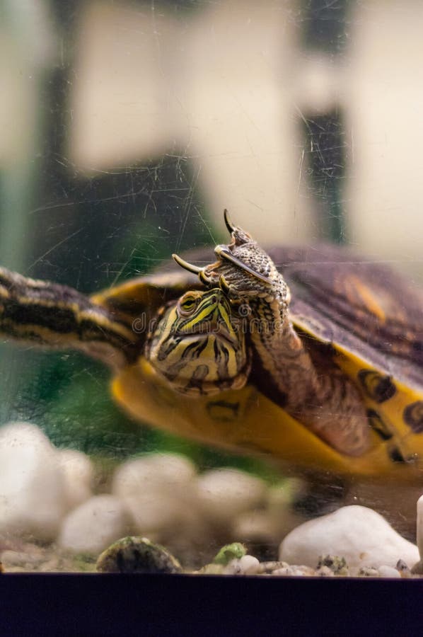 Retrato de la natación de la tortuga del resbalador de la charca en acuario y de mostrar la muestra de la roca foto de archivo Retrato de la natación de la tortuga del resbalador de la charca en acuario y de mostrar la muestra de la roca foto de archivo