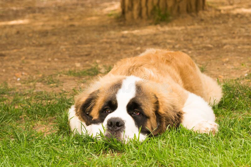 Retrato de la raza de St Bernard del perro de perrito fotografía de archivo Retrato de la raza de St Bernard del perro de perrito fotografía de archivo