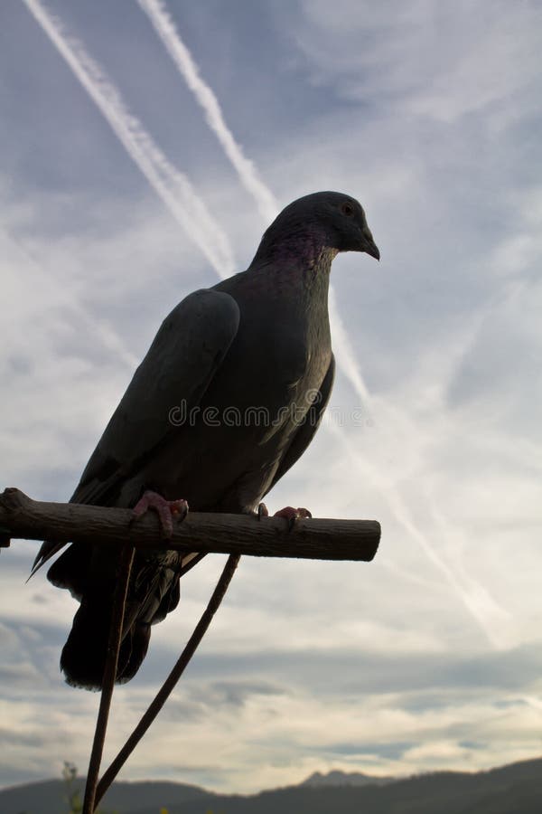 Retrato de la silueta del ringdove de la paloma del bosque en cielo azul con las nubes en puesta del sol fotos de archivo Retrato de la silueta del ringdove de la paloma del bosque en cielo azul con las nubes en puesta del sol fotos de archivo