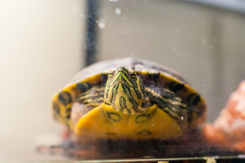 Retrato de la tortuga del resbalador de la charca que se sienta en acuario fotos de archivo libres de regalías Retrato de la tortuga del resbalador de la charca que se sienta en acuario fotos de archivo libres de regalías
