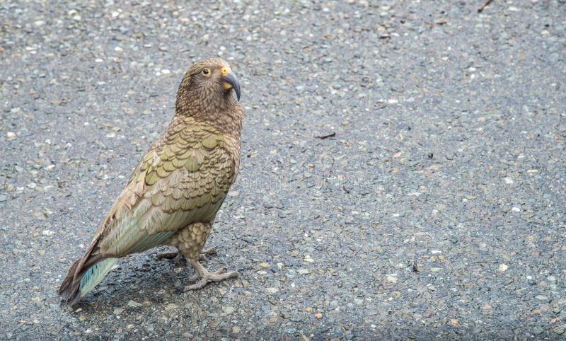Retrato de la vida del pájaro de Kea en el área del parque nacional de Milford Sound, Nueva Zelanda imagenes de archivo Retrato de la vida del pájaro de Kea en el área del parque nacional de Milford Sound, Nueva Zelanda imagenes de archivo
