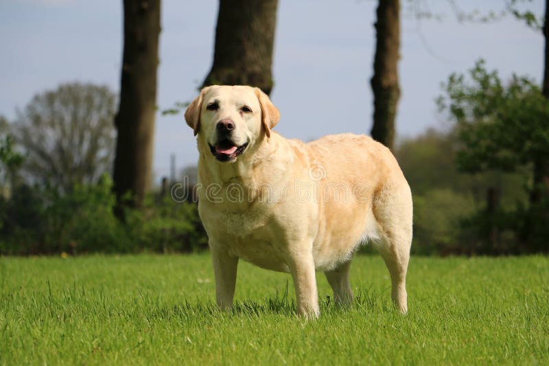 Retrato de Labrador no jardim imagens de stock royalty free Retrato de Labrador no jardim imagens de stock royalty free
