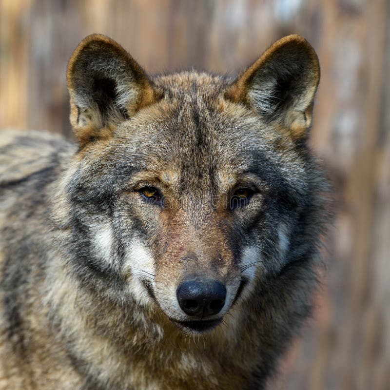 Close-up De Uma Lobo-aranha Em Austrália Central Foto de Stock - Imagem de  lobo, palavra: 48478266