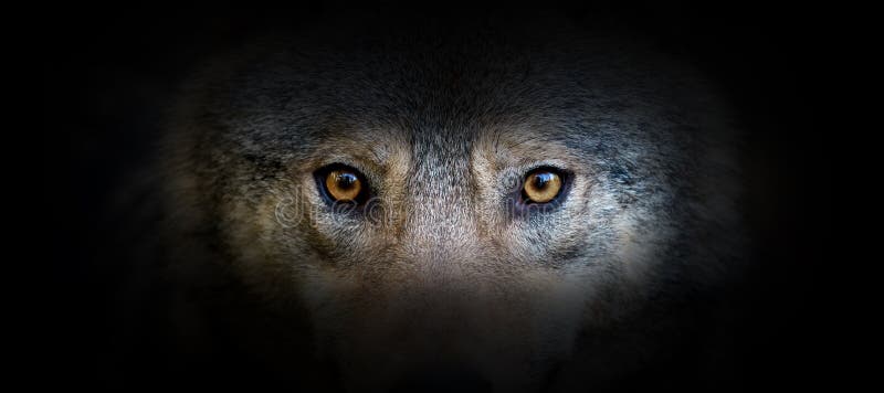 Retrato De Lobo Sobre Fondo Negro Imagen de archivo - Imagen de selva, cierre: 168006285 Retrato De Lobo Sobre Fondo Negro Imagen de archivo - Imagen de selva, cierre: 168006285
