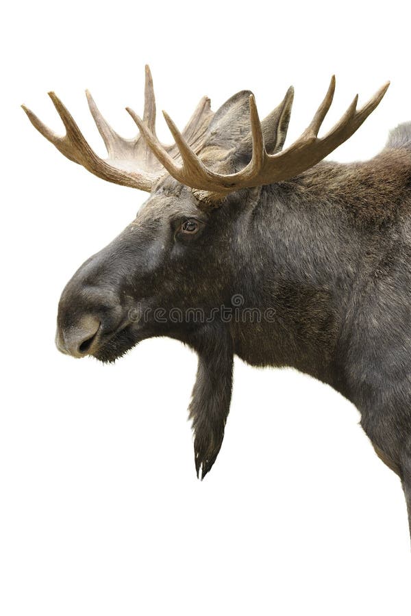 Retrato de los alces aislado fotografía de archivo