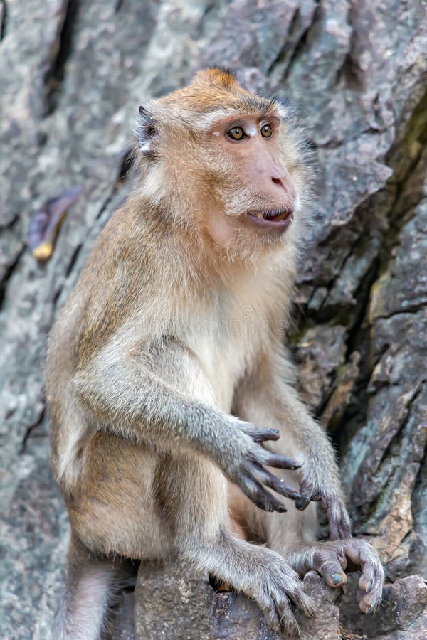 Retrato de um macaco chimpanzé vista aproximada