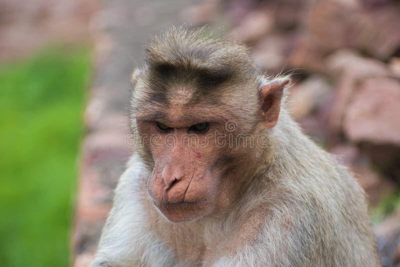 Macaco Chimpanzé Retrato Ao Ar Livre Foto de Stock - Imagem de dentes,  animal: 272533470