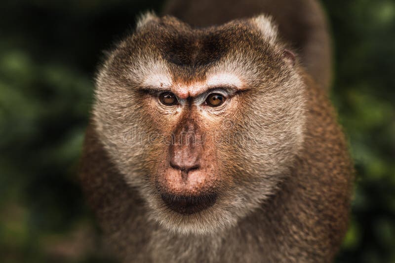 Chimpanzé Macaco Na Selva, Close-up Retrato Imagem e Fotografia Gratuitas  198748295.