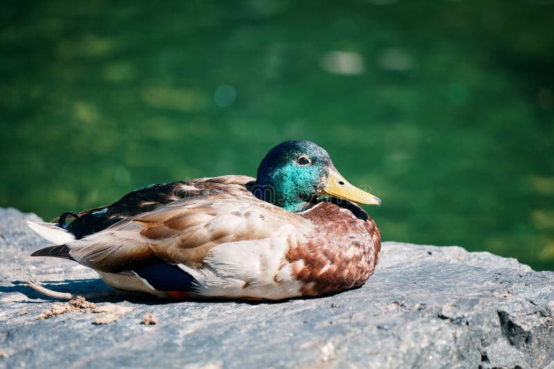 Retrato de perfil de cierre de un pato mallard sobre una roca foto de archivo libre de regalías Retrato de perfil de cierre de un pato mallard sobre una roca foto de archivo libre de regalías