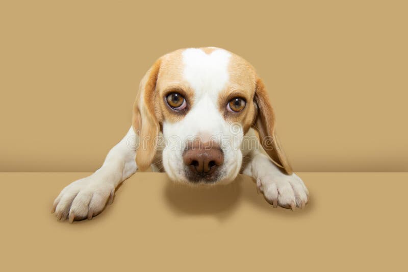 Retrato de perro con un beagle activo y divertido sosteniendo sus patas sobre una mesa. Aislado sobre un fondo beige o marrón imagen de archivo