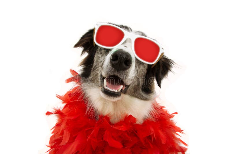 Retrato de perro divertido celebrando año nuevo, carnaval o día de San Valentín con boa y lentes de plumas rojas, aislado en blan imagen de archivo