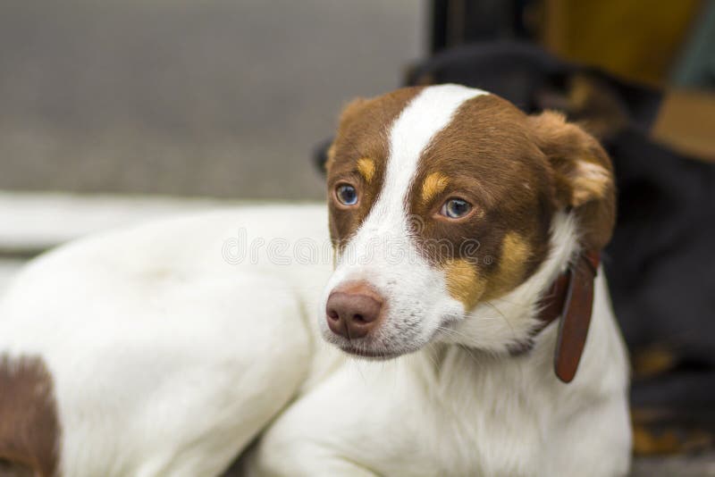 Retrato de sentar branco e do cão amarelo de labrador retriever que olha longe da câmera fora imagens de stock royalty free Retrato de sentar branco e do cão amarelo de labrador retriever que olha longe da câmera fora imagens de stock royalty free