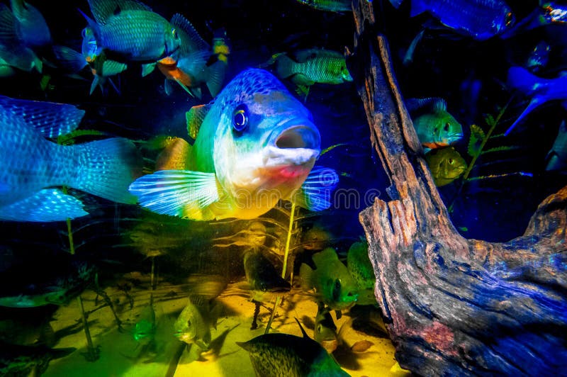 Retrato de Talapia em um aquário fotos de stock Retrato de Talapia em um aquário fotos de stock