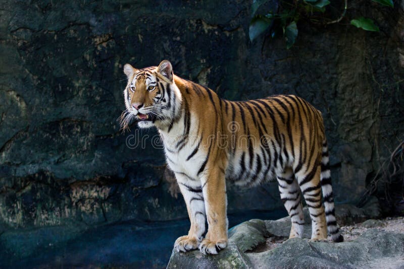 Foto de Tigre De Bengala Em Pé E Observando A Câmera Com Renderização 3d  Incluem Caminho Alfa e mais fotos de stock de Animal de estimação - iStock