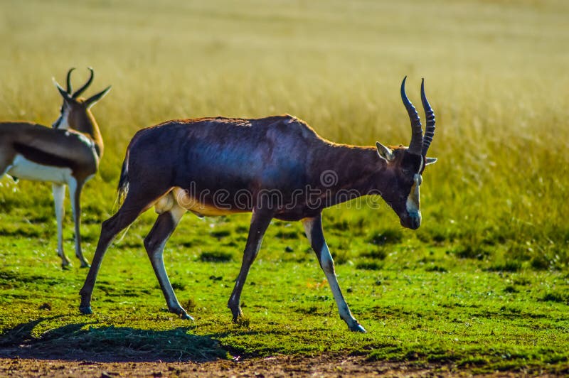 Retrato de um antílope comum do lunatus do Damaliscus de Tsessebe na reserva África do Sul do jogo de Joanesburgo imagens de stock Retrato de um antílope comum do lunatus do Damaliscus de Tsessebe na reserva África do Sul do jogo de Joanesburgo imagens de stock