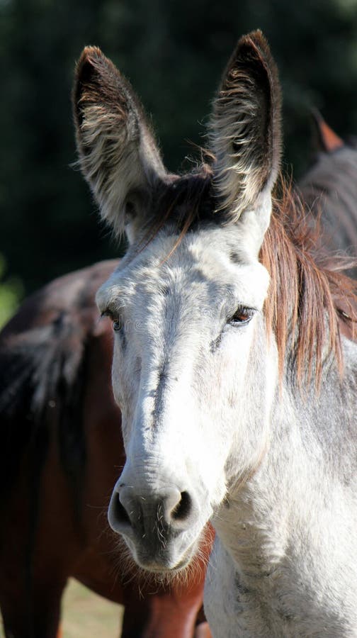 Face do cavalo imagem de stock. Imagem de fazenda, animal - 7335957