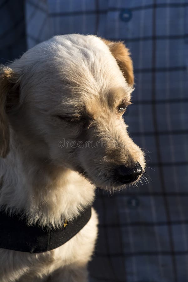 Retrato de um belo cão jovem no pôr do sol fotografia de stock royalty free