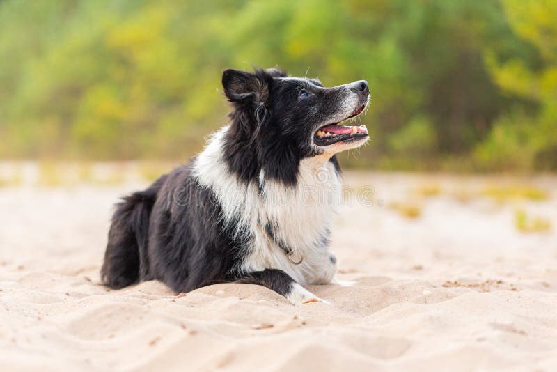 Banco de imagens : branco, cachorro, chapéu, Border collie, Olhos