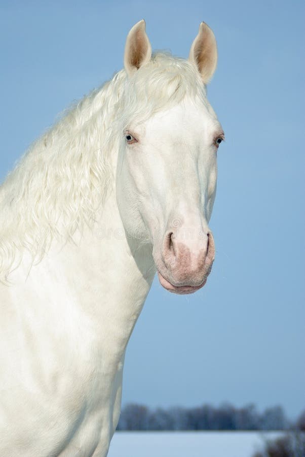 Retrato de cavalo preto pulando cerca contra o pano de fundo do