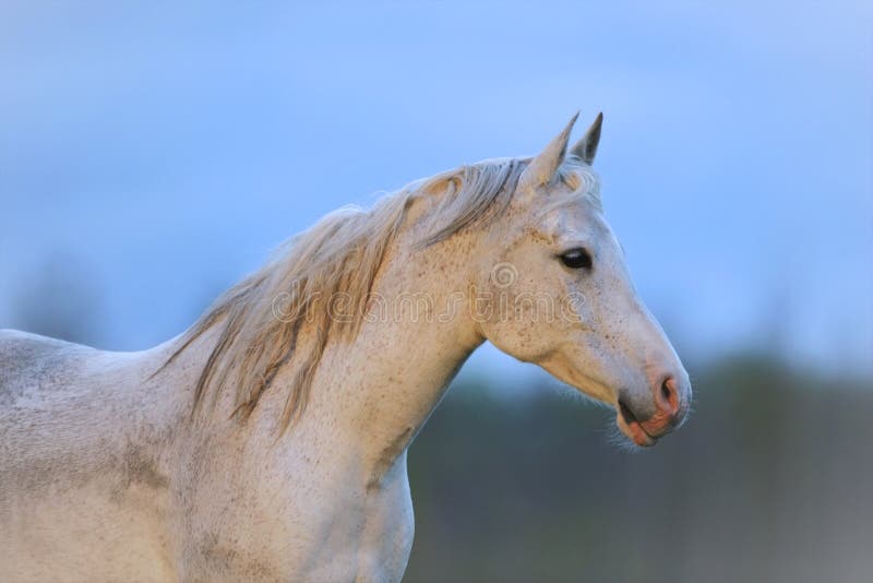 Feliz, Sorrindo, Cinzento, Latvian, Raça, Cavalo, Retrato Foto