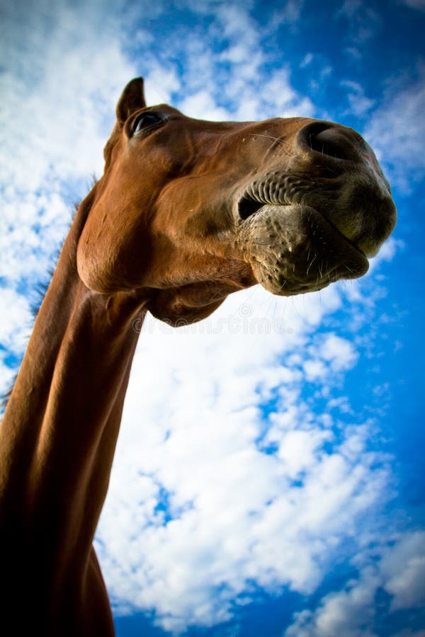 Meia Cara Do Cavalo Branco Que Olha Para a Frente No Salto Da Mostra Ou Na  Competição Do Adestramento, Fundo Verde Do Borrão Imagem de Stock - Imagem  de equestre, vestimenta: 103675209