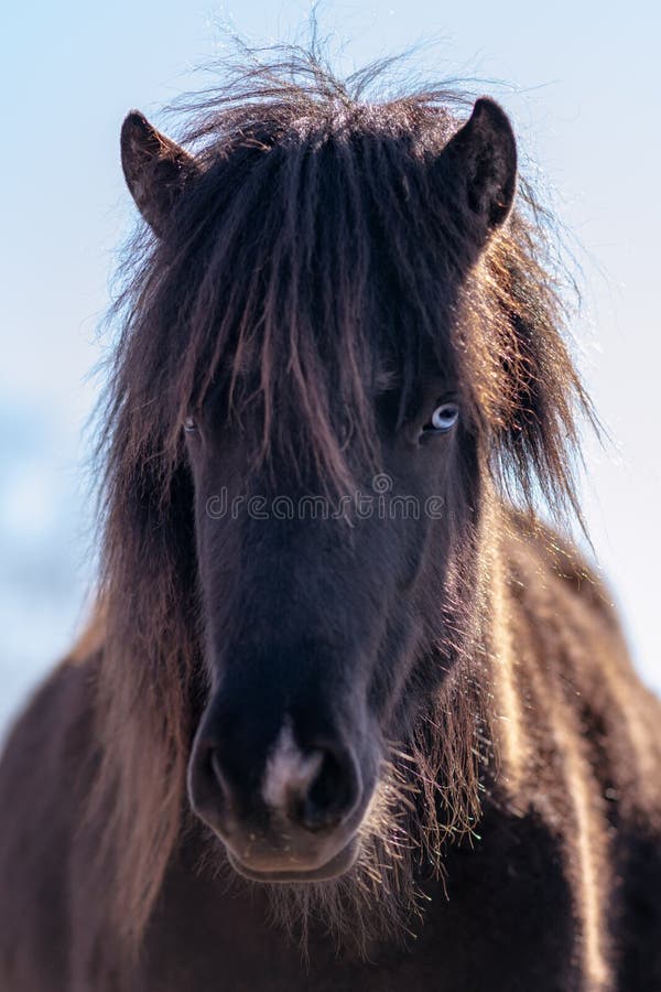 Retrato de um cavalo na frente de um céu azul