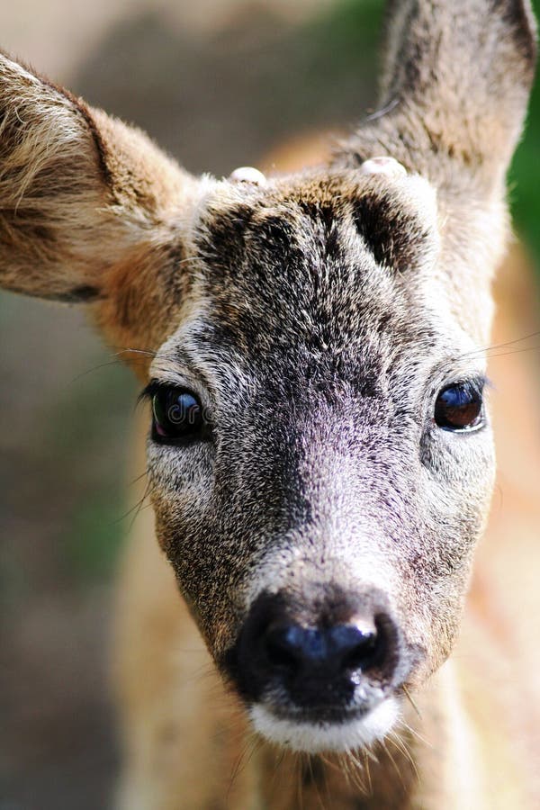 Olho da corça foto de stock. Imagem de fauna, animal - 12863518