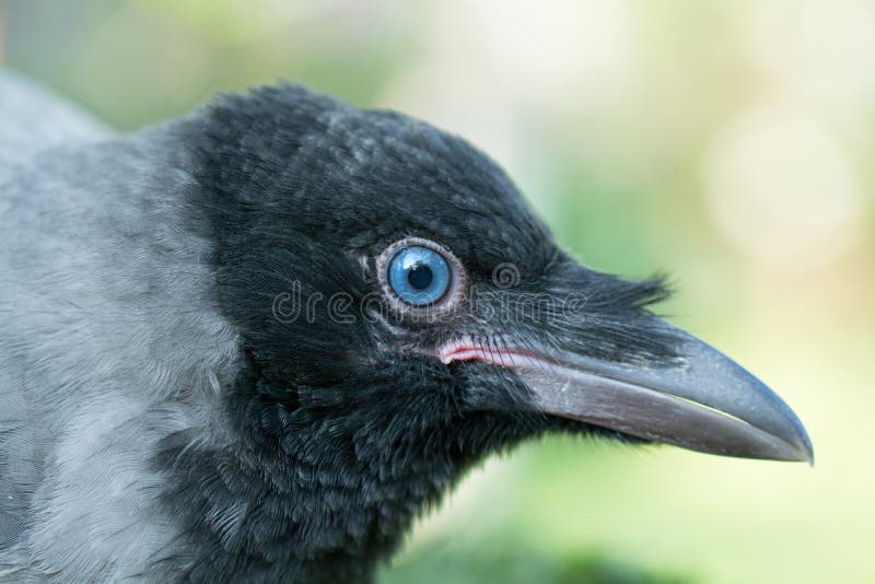 Retrato de um corvo cinzento imagens de stock Retrato de um corvo cinzento imagens de stock
